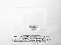Erysiphe adunca image